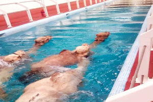 Camel Pool at Al Tharb